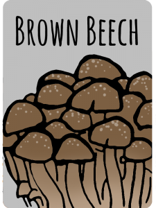 brownbeech