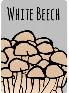whitebeech