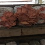 IMG_1927 (1)